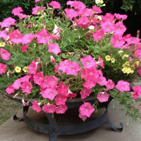 You may have seen several fire pit ideas on pinterest, the one i'm focusing on today is using terra cotta pots. Firepit in the winter, flower stand in the summer!!!!l ...