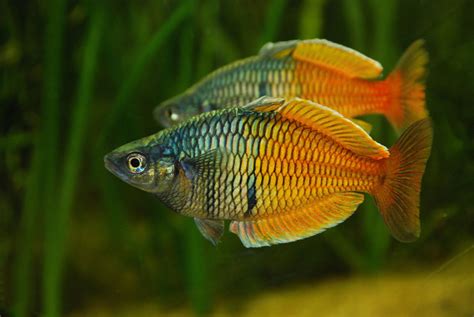 Rainbowfish Of Australia And New Guinea