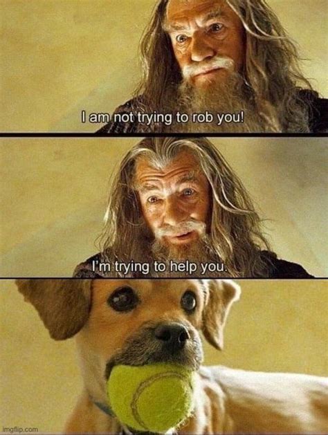 Image Tagged In Memesfunnydogs Imgflip