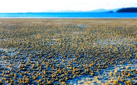 Ваттовое море — это часть акватории северного моря, представляющая собой прерывистую череду мелководных морских участков (ваттов) у берегов нидерландов, германии и дании. Ваттовое море — Европа — Планета Земля
