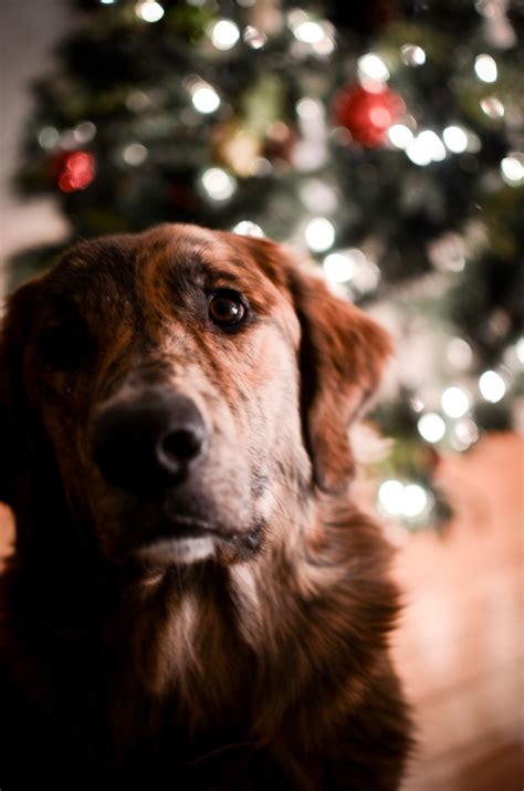 Both golden's and bernese, and as a result, your bernese mountain dog golden retriever mix can have cataracts, which develop around 5 years of. our pup in front of our Christmas tree | bernese mountain ...
