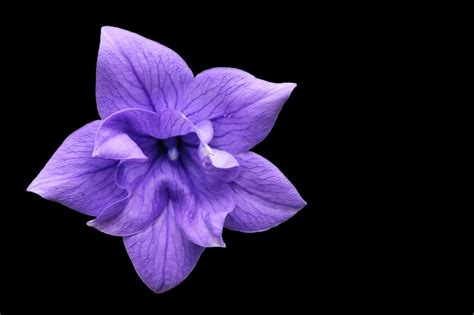 Purple Petaled Flower Free Image Peakpx