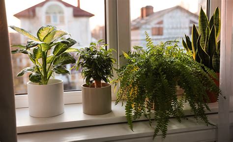 A Row Of Potted Plants In A Partially Shaded Window Plants On Window