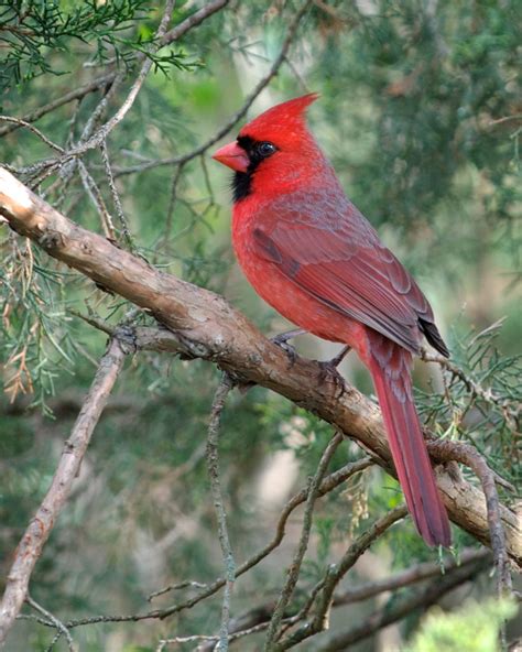 Northern Cardinal Wikipedia