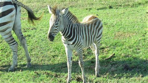 Cute Baby Zebra Youtube