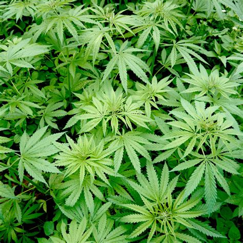 Buy cannabis seeds from the best breeders in the usa with fast, worldwide shipping. Insane Seeds - Cannabis Seed Bank based in USA
