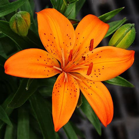Orange Lily Flower Tiger Lily Flowers Orange Lily