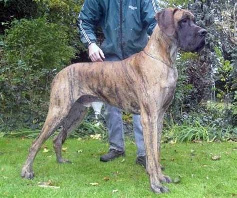 Pictures are of past puppies. great danes for adoption | Brindle Great Dane Pups FOR ...