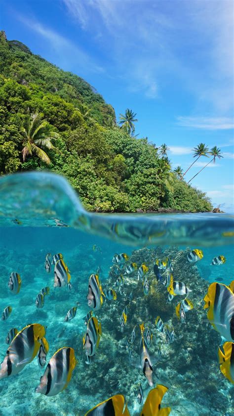 Underwater Ocean Iphone Wallpaper Technology