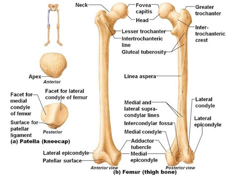 Without your heart, your other organs would not receive oxygen or have carbon dioxide removed. Print Week #6 Lower Appendicular skeleton cont. flashcards ...