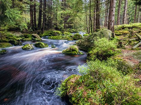 Mountain Stream Rocks Forest With Pine Trees Green Moss