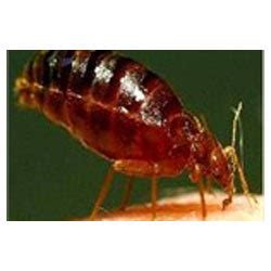 Looking for the best lawn care or pest control in latrobe and the surrounding areas? Bed Bugs Control, Termite Control, Pest Control Solutions ...