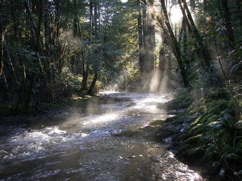 The Mattole Watershed Sanctuary Forest