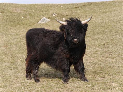 So cute | Miniature cow breeds, Miniature cattle, Fluffy cows