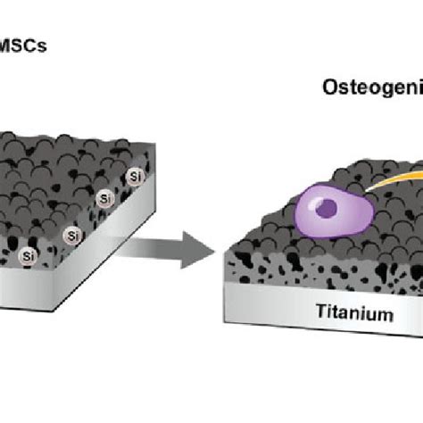 Schematic Illustration Of Bmsc Adhesion And Osteogenic Differentiation