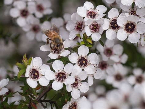 Maybe you would like to learn more about one of these? Manuka honey is a trendy sweetener, but are you getting ...