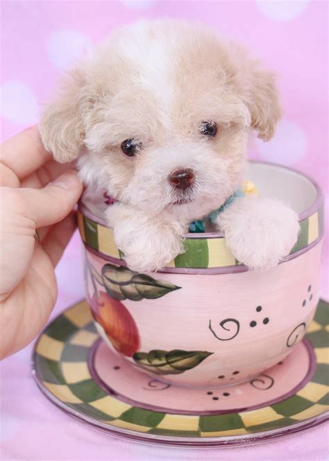 Teacup Poodle Puppies Teacups Puppies And Boutique