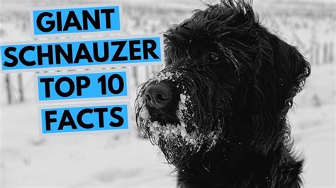 Giant Schnauzer Top 10 Interesting Facts Giant Schnauzer Schnauzer