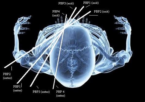 Buckshot is the shotgun load people fear most. The X Spot: The Grounded Walrus: Misdirection