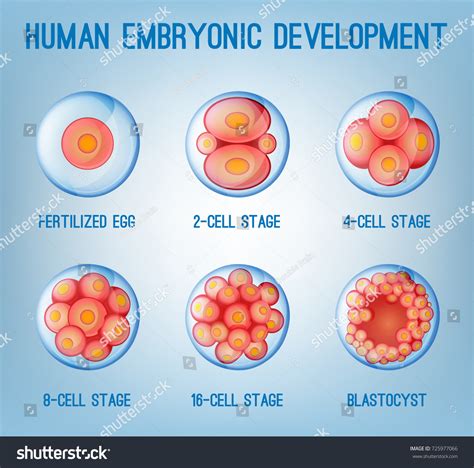 Embryo Development Image Human Fertilization Scheme Stock Vector