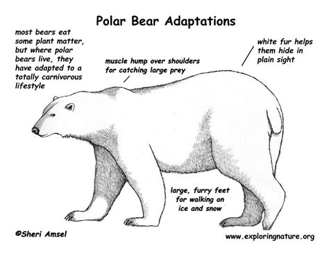 adaptation examples - Google Search | Polar bear adaptations, Polar