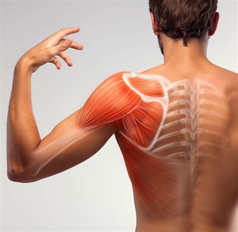 Shoulder Impingement Syndrome Causes And Symptoms