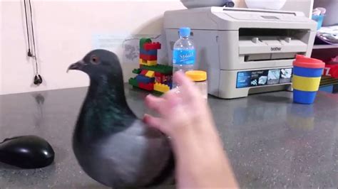 Pigeon Bird Having Sex With Human Youtube