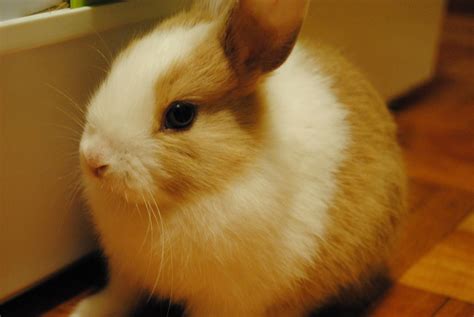 My Baby Dwarf Rabbit Named Caramelo So Cute Rabbit Names Dwarf