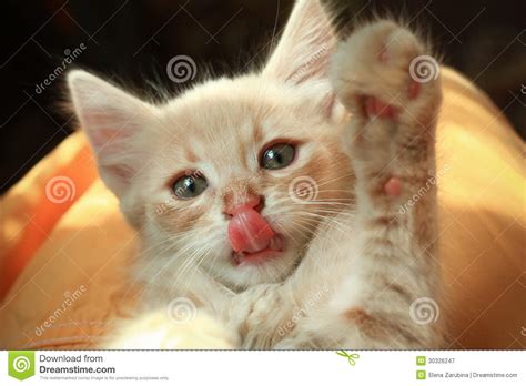 Cute Kitten High Five Royalty Free Stock Photography
