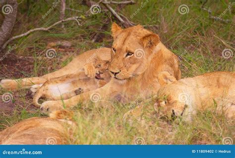 Familia Del León Panthera Leo En El Salvaje Foto De Archivo Imagen