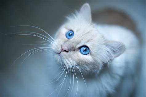 Wallpaper Blue Eyes Nose Whiskers Kitten Vertebrate Close Up