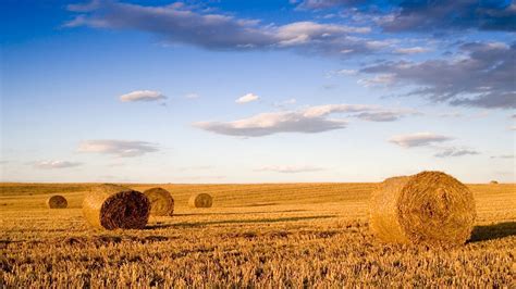 Free Download Free Wheat Field Landscape Desktop Wallpaper 1920x1080