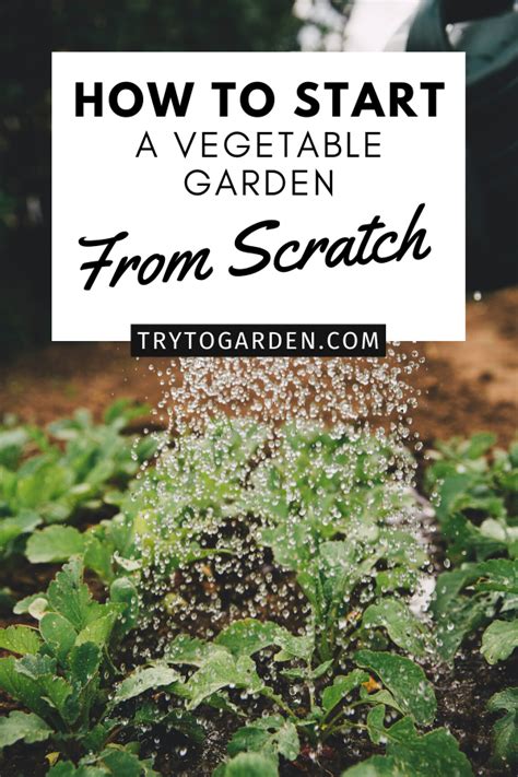 How To Start A Vegetable Garden From Scratch Try To Garden