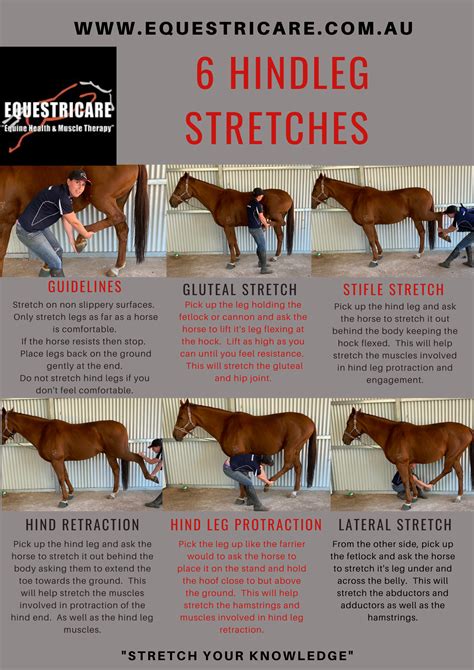 6 Hind Leg Stretches Horse Exercises Horse Massage Horse Therapy