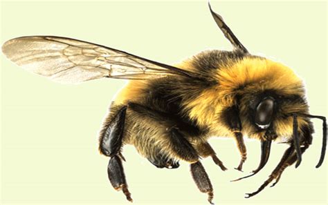 Shake the spray bottle well before using it. 15 Natural Ways to Get Rid of Bumble Bees