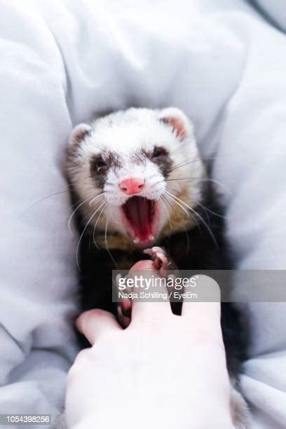 Holding Ferret Photos And Premium High Res Pictures Getty Images