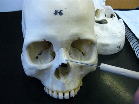 The prominent bone within the nasal chamber is called the nasal bone. Boned: Human Skull - nasal bone