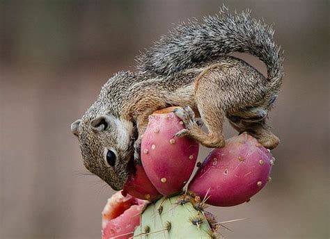 Find this pin and more on cider label by cody. DESERT SQUIRREL, eating prickly pear fruit off the prickly ...