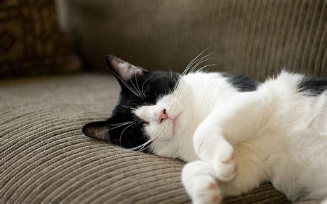 Gato blanco y negro