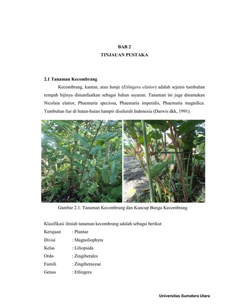 Bahan bakunya berasal dari tanaman yang didatangkan dari berbagai bahan tersebut bernama mitsumata. Deretan 23+ Kertas Kerja Tanaman Bunga Kantan yang Mantul ...