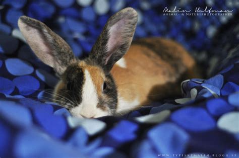 Tired Rabbit By Pebels On Deviantart