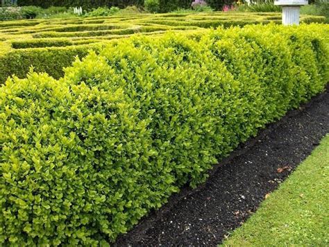 La scelta di coltivare nel proprio giardino una siepe fiorita può avere diverse motivazioni. Arbusti adatti per creare siepi - Siepi - Arbusti per siepi
