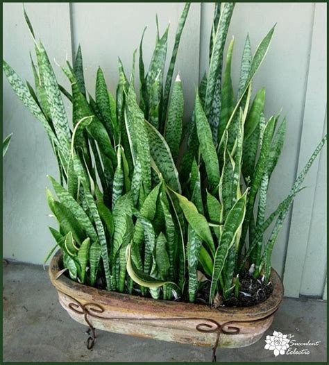 Species Spotlight Sansevieria Aka Snake Plant The Succulent Eclectic