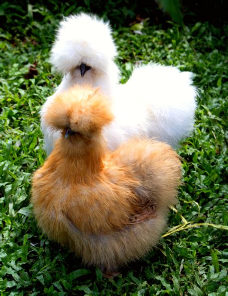 Silkie Chickens As Pets Cluckin