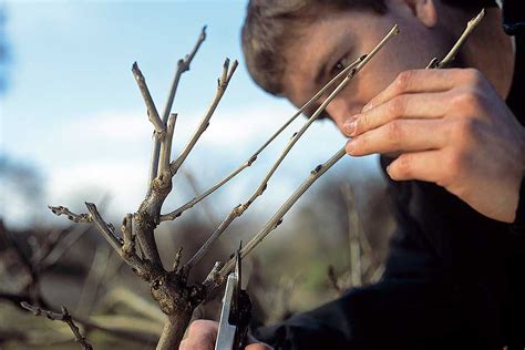 Why Nobody Cares About Tree Pruning Near Me My Superb Blog 1944