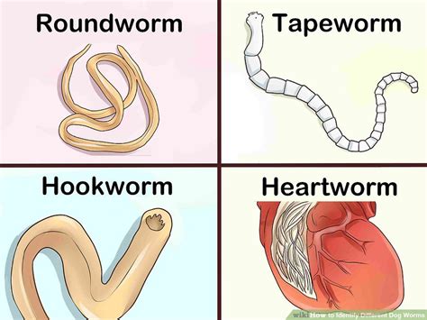 But dogs can't catch it from cats and vice versa.source: 12 Common Dog Health Problems to Look Out For - Paw Castle