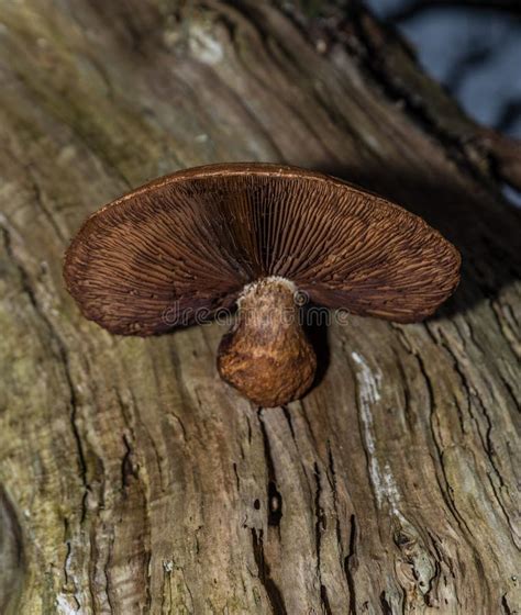 Brown Mushroom Growing On A Tree Showing Spores Stock Image Image Of