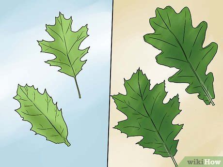 3 Ways to Identify Oak Leaves - wikiHow