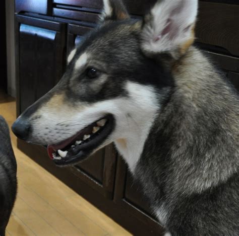 · 6 ratings · 2 reviews · 1 distinct work. ウルフドッグ 狼犬 子犬販売 プラチナウルフ