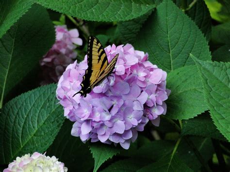 White, yellow and blue or uv flowers often attract bees. Butterflies love hydrangeas | Attracting bees, Hydrangea, Bee